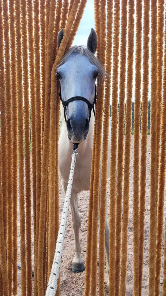 CENTRE HIPPIQUE DU BALLON D'ALSACE (33)