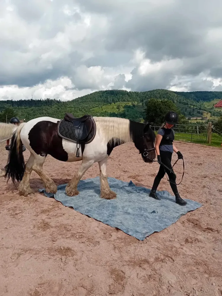 CENTRE HIPPIQUE DU BALLON D'ALSACE (5)