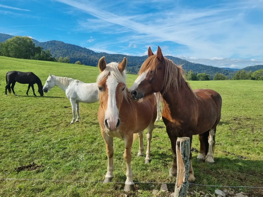 CENTRE HIPPIQUE DU BALLON D'ALSACE (3)