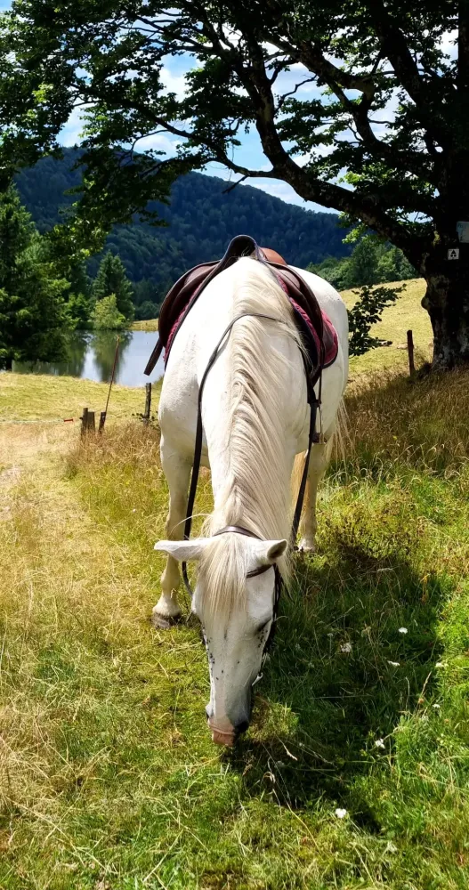 CENTRE HIPPIQUE DU BALLON D'ALSACE (8)