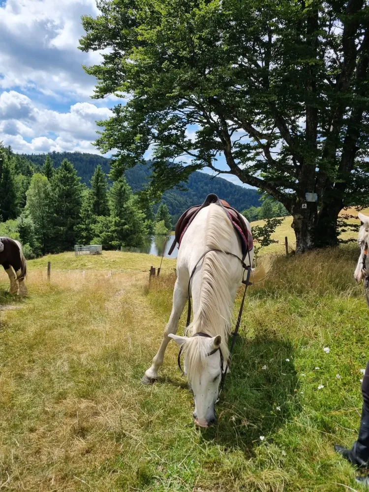 CENTRE HIPPIQUE DU BALLON D'ALSACE (9)