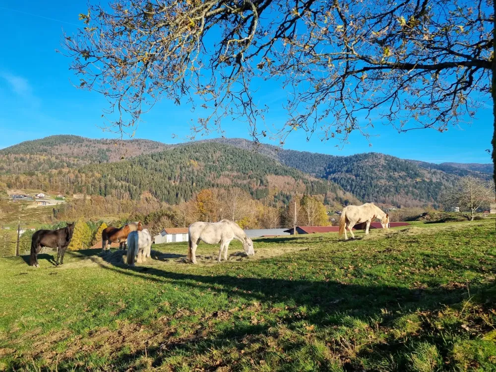 CENTRE HIPPIQUE DU BALLON D'ALSACE (11)