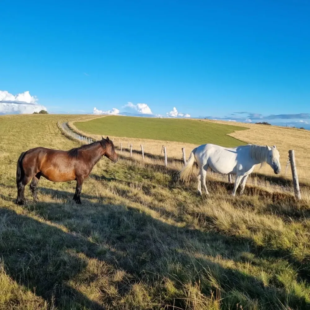 CENTRE HIPPIQUE DU BALLON D'ALSACE (26)