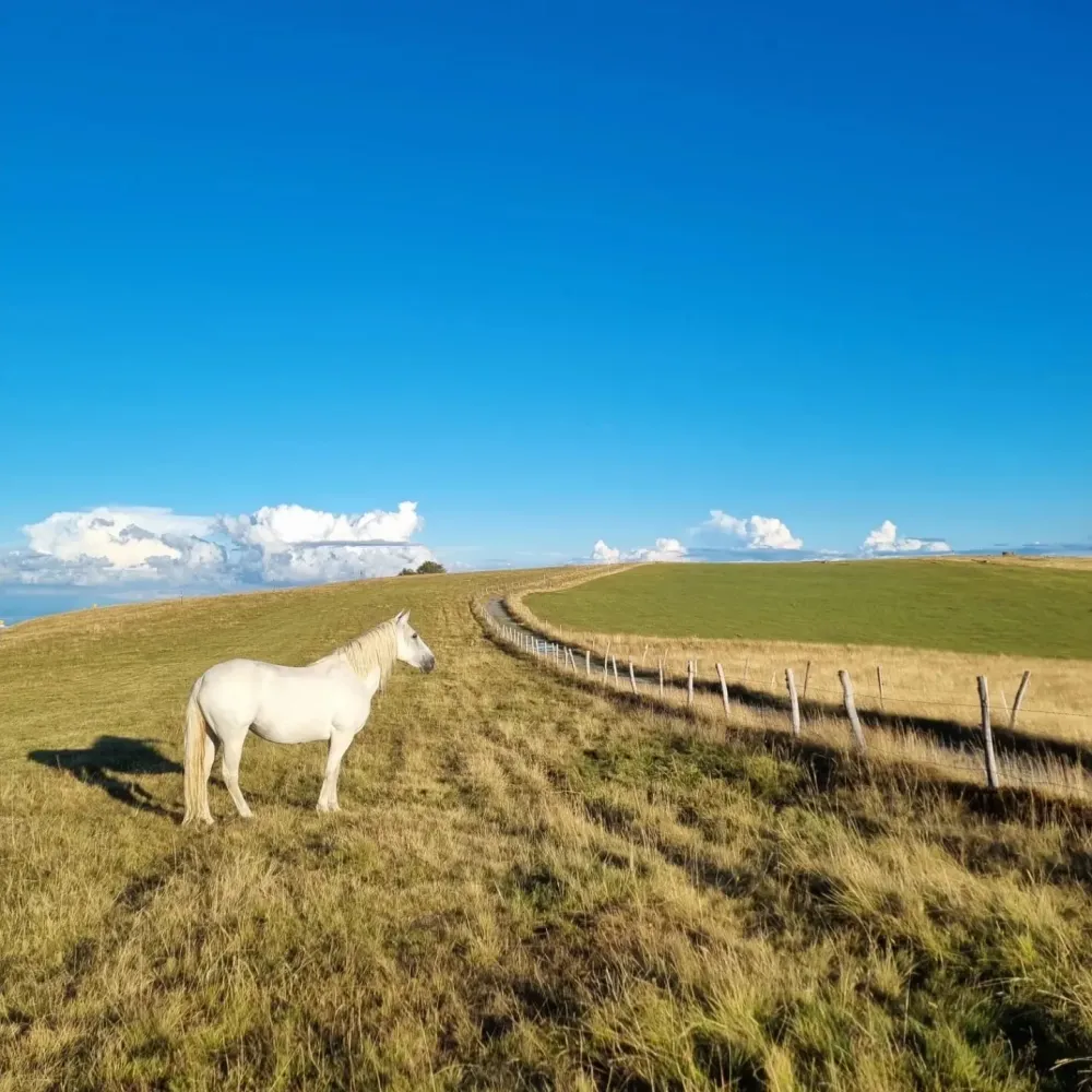 CENTRE HIPPIQUE DU BALLON D'ALSACE (27)
