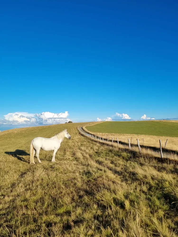 CENTRE HIPPIQUE DU BALLON D'ALSACE (31)