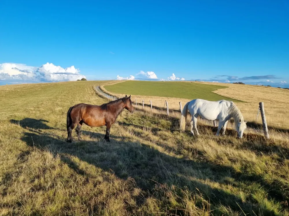 CENTRE HIPPIQUE DU BALLON D'ALSACE (35)