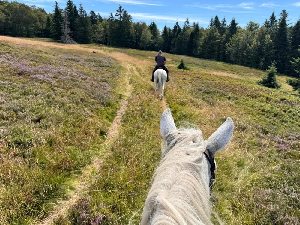 CENTRE HIPPIQUE DU BALLON D'ALSACE (10)