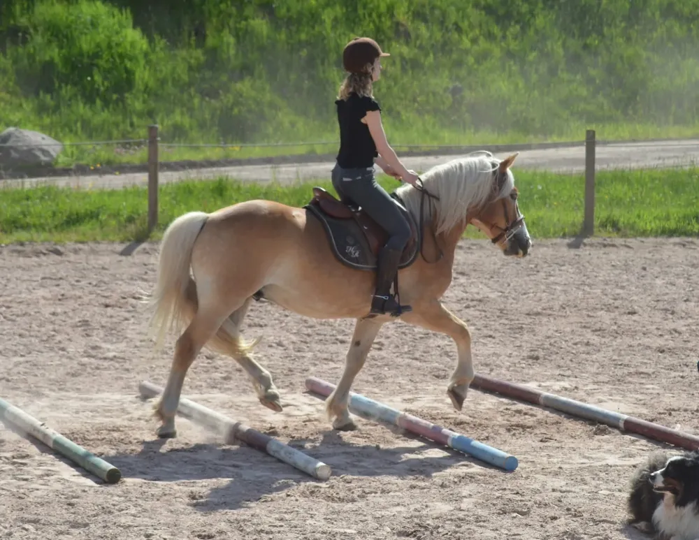CENTRE HIPPIQUE DU BALLON D'ALSACE (10)